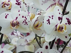 orchidsNL (51)